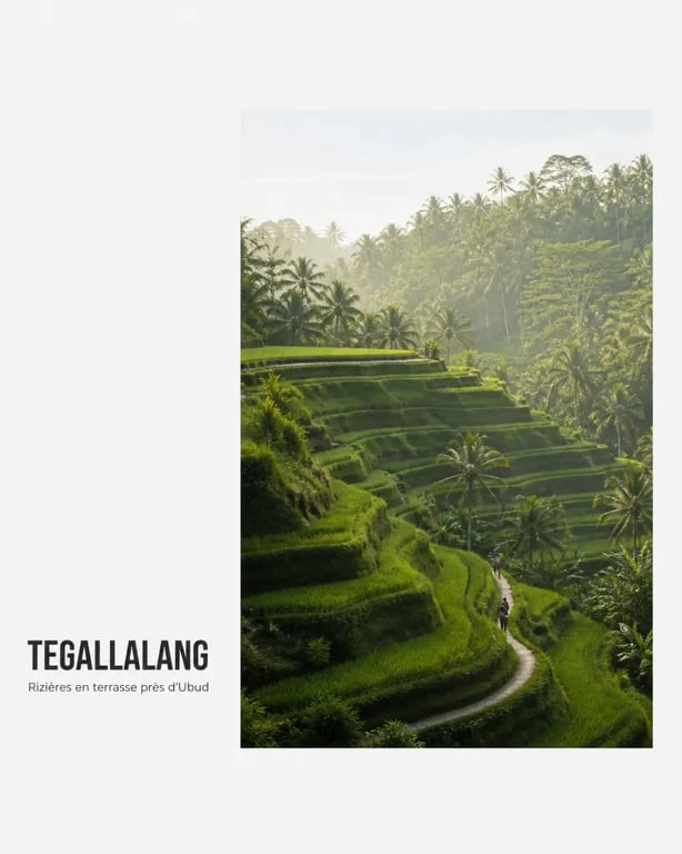Que faire a Ubud Bali : rizières de Tegallalang près d’Ubud au matin