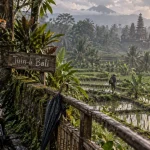 Bali periode juin à Ubud : rizières vertes après averse