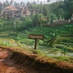 bali rice terrace ubud à Tegalalang, rizières en terrasses au matin