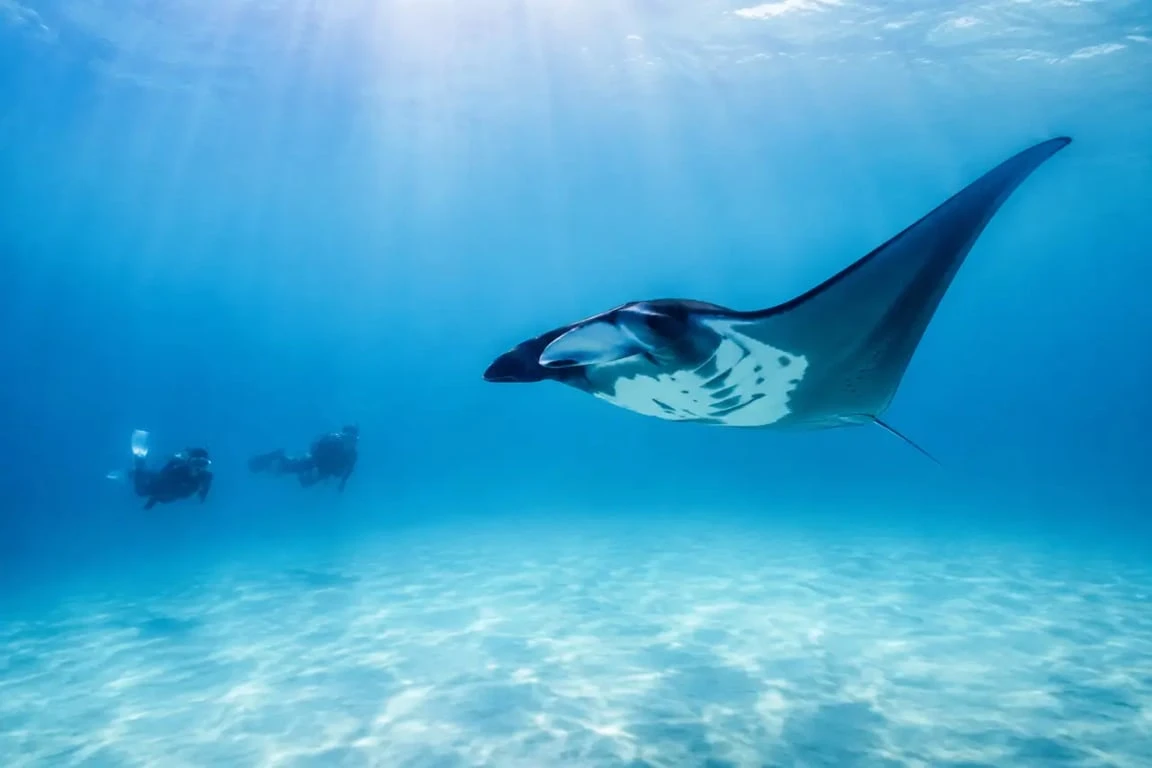 Excursion nusa penida depuis bali avec snorkeling à Manta Point et raie manta